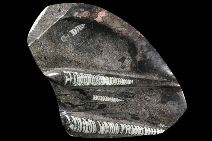 Decorative Tray with Orthoceras Fossils - Morocco #85334